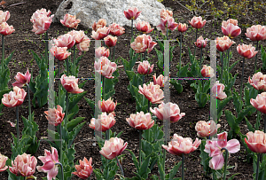 Picture of Tulipa  'La Belle Epoque'