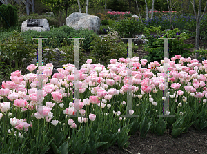 Picture of Tulipa  'Angelique'