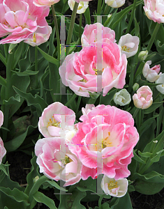 Picture of Tulipa  'Angelique'