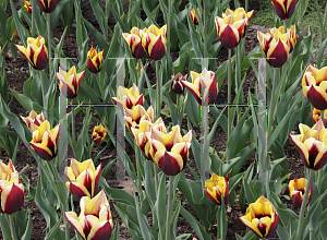 Picture of Tulipa  'Gavota'