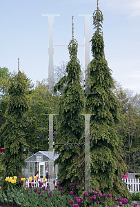 Picture of Picea glauca 'Pendula'