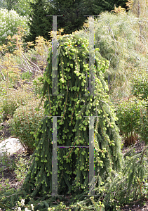 Picture of Picea abies 'Pendula'