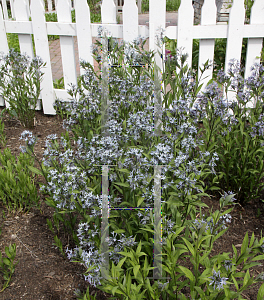 Picture of Amsonia rigida 