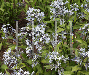 Picture of Amsonia rigida 