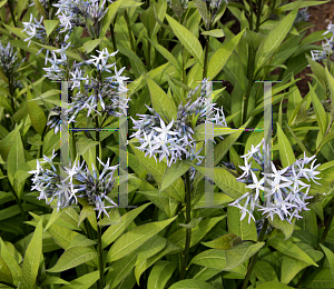 Picture of Amsonia rigida 