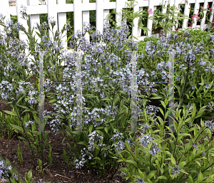 Picture of Amsonia rigida 