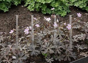 Picture of Geranium maculatum 'Espresso'