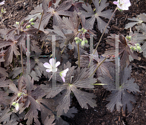 Picture of Geranium maculatum 'Espresso'