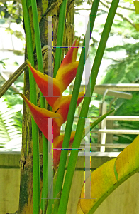 Picture of Heliconia orthotricha 