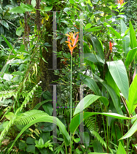 Picture of Heliconia densiflora 'Fire Flash'