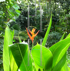 Picture of Heliconia densiflora 'Fire Flash'