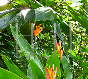 Picture of Heliconia densiflora 'Fire Flash'