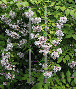 Picture of Kolkwitzia amabilis 'Maradco (Dream Catcher)'