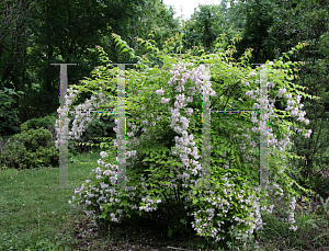 Picture of Kolkwitzia amabilis 'Maradco (Dream Catcher)'
