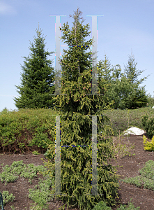 Picture of Picea orientalis 'Skagit'