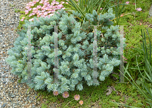 Picture of Picea pungens 'St. Mary's Broom'