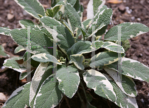 Picture of Salvia officinalis 'Variegated Berggarten'