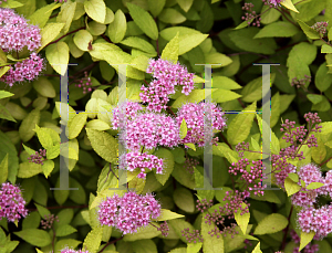 Picture of Spiraea japonica 'Limemound'