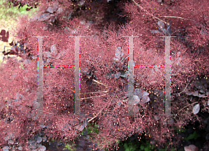 Picture of Cotinus coggygria 'Purpureus'