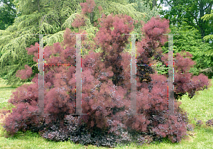 Picture of Cotinus coggygria 'Purpureus'