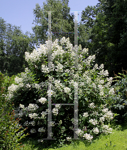 Picture of Hydrangea paniculata 'Bulk (Quick Fire)'