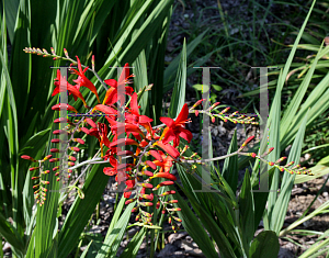 Picture of Crocosmia x crocosmiiflora 