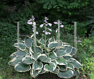 Picture of Hosta fortunei 'Patriot'