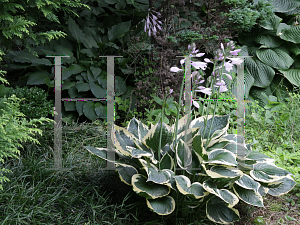 Picture of Hosta fortunei 'Patriot'