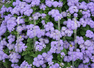 Picture of Ageratum houstonianum 'Hawaii Blue'