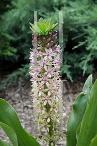 Picture of Eucomis comosa 'Reuben'