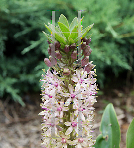 Picture of Eucomis comosa 'Reuben'