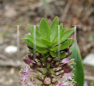 Picture of Eucomis comosa 'Reuben'