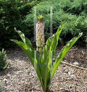 Picture of Eucomis comosa 'Reuben'