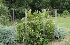 Picture of Clethra alnifolia 'Ruby Spice'