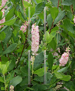 Picture of Clethra alnifolia 'Ruby Spice'
