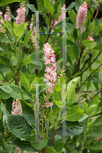 Picture of Clethra alnifolia 'Ruby Spice'