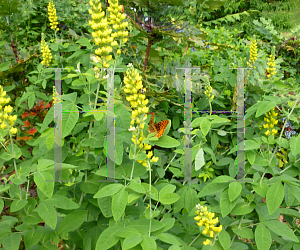 Picture of Thermopsis villosa 