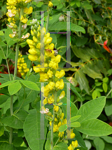 Picture of Thermopsis villosa 