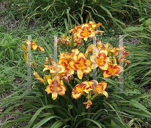 Picture of Hemerocallis  'VT Spirit'