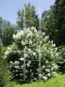 Picture of Hydrangea paniculata 'Bulk (Quick Fire)'