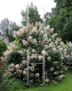 Picture of Hydrangea paniculata 'Bulk (Quick Fire)'