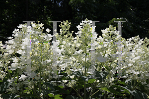 Picture of Hydrangea paniculata 'Bulk (Quick Fire)'