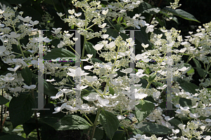 Picture of Hydrangea paniculata 'Bulk (Quick Fire)'