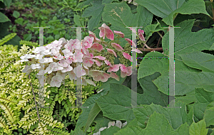 Picture of Hydrangea quercifolia 'Snow Queen'