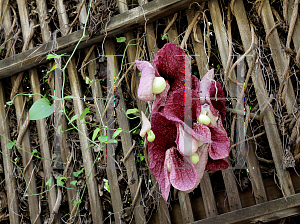 Picture of Aristolochia gigantea 