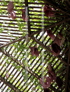 Picture of Aristolochia gigantea 