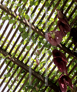 Picture of Aristolochia gigantea 