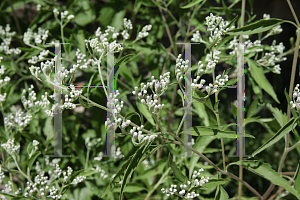 Picture of Eupatorium perfoliatum 