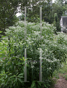 Picture of Eupatorium perfoliatum 