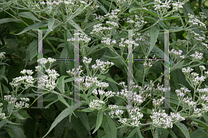 Picture of Eupatorium perfoliatum 